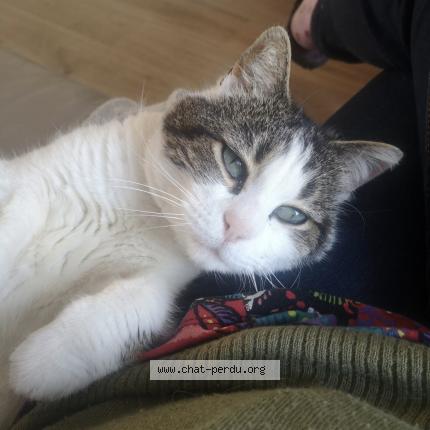 Foto 1/1 Looping Chat perdido en Lennon