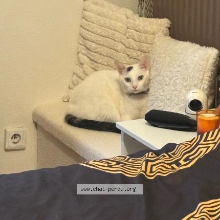 Foto 1/1 Olaf Chat perdido en Evry courcouronnes