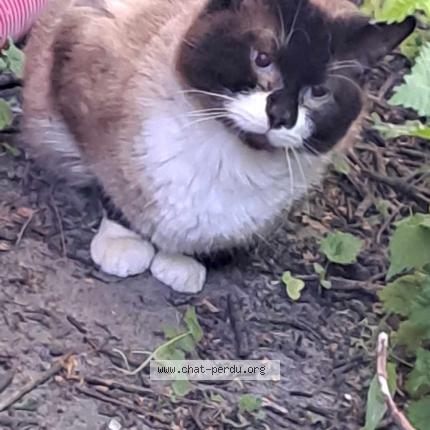 Foto 1/1 Gato encontrado Encontrado en Calais