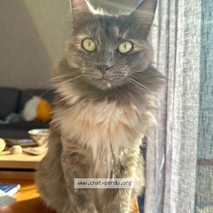 Foto 1/1 Suzume Chat perdido en Saint pierre montlimart