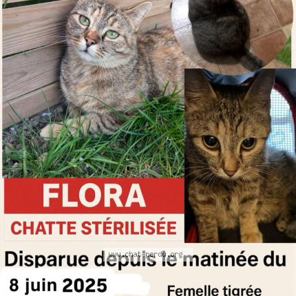 Foto 1/1 Flora Chat perdido en Vieux conde