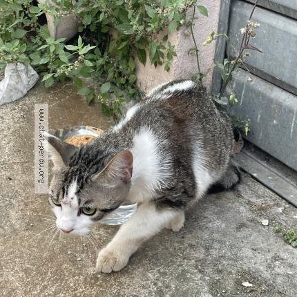 Foto 1/1 Gato encontrado Encontrado en Nice