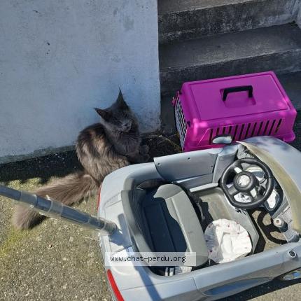 Foto 1/1 Simba Chat perdido en Saint carreuc