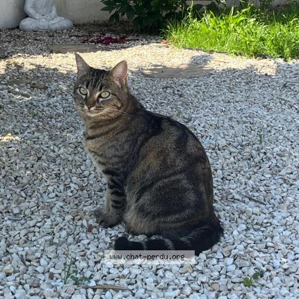 Foto 1/1 Toundra Chat perdido en Castres