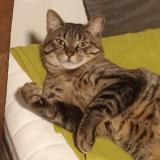 Foto del gato perdido en Marcq En Bareul