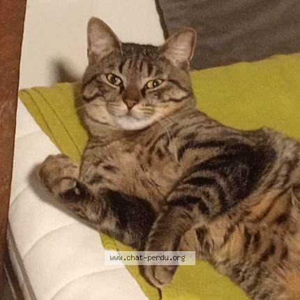 Foto 1/1 Bobby Uva Ramirez Chat perdido en Marcq en bareul