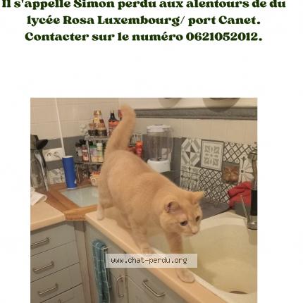 Foto 1/1 Simon Chat perdido en Canet