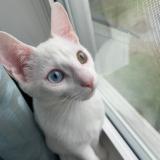 Foto del gato perdido en St Lazare