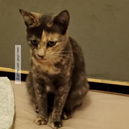 Foto 1/1 Flona Chat perdido en La valette