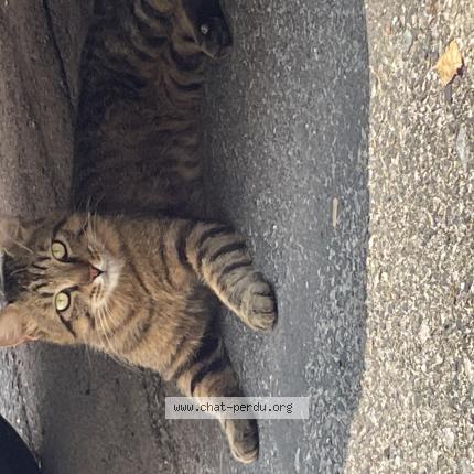 Foto 1/1 Gato encontrado Encontrado en Montpellier