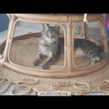 Foto 1/1 Jeen Chat perdido en Saint laurent la conche