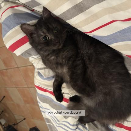 Foto 1/1 Valentina Chat perdido en Sereilhac