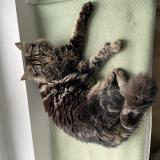 Foto del gato perdido en Chateaubriant