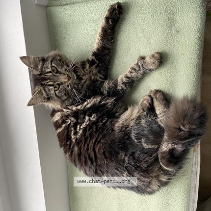 Foto 1/1 Celeste Chat perdido en Chateaubriant