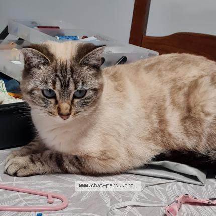 Foto 1/1 Hermione Chat perdido en Trange