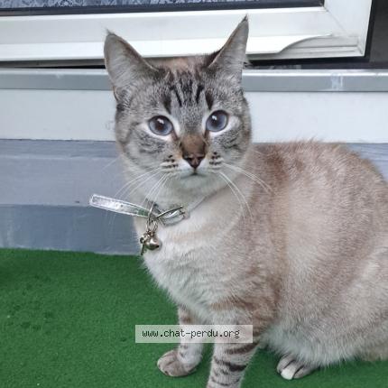 Foto 1/1 Yuta Chat perdido en Colmar