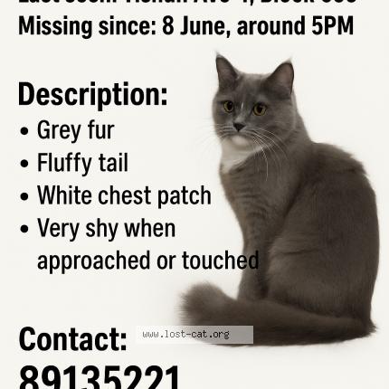 Foto 1/1 coco Chat perdido en Singapore