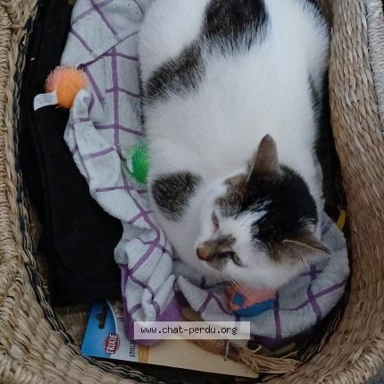 Foto 1/1 Vénus Chat perdido en Rueil malmaison