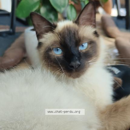 Foto 1/1 Millie Chat perdido en Houdain lez bavay