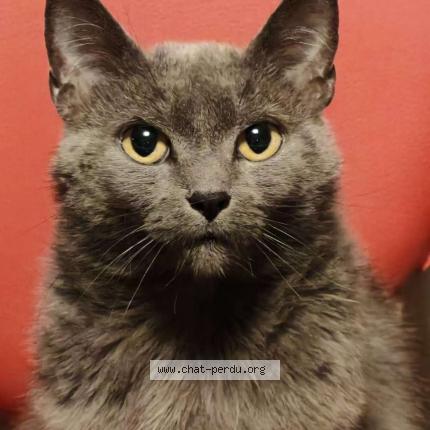 Foto 1/1 Xiaohui Chat perdido en Gonderange