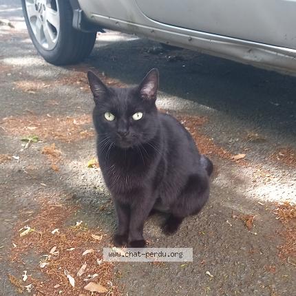 Foto 1/1 Gato encontrado Encontrado en La rochelle