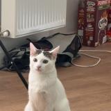 Foto del gato perdido en St Martin Le Vinoux