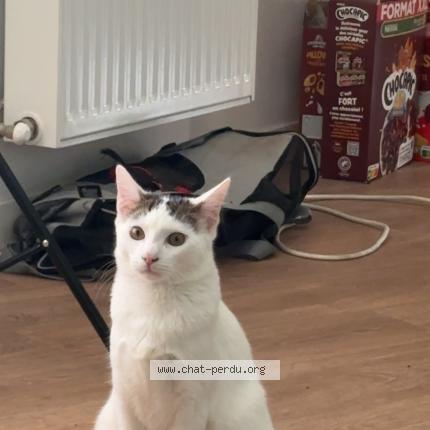 Foto 1/1 Balou Chat perdido en St martin le vinoux