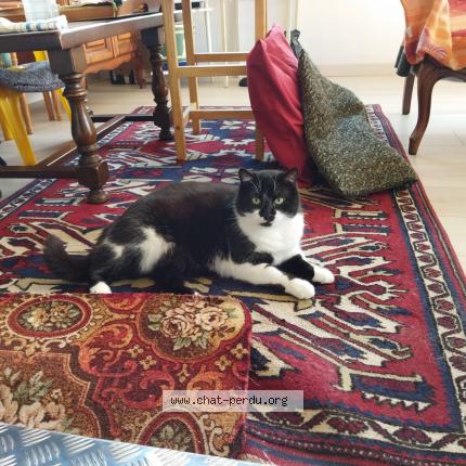 Foto 1/1 Tina Chat perdido en Merignac