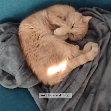 Foto 1/1 Doiwie Chat perdido en Sainte anne sur brivet