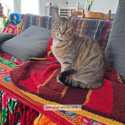 Foto 1/1 Félix Chat perdido en Niort