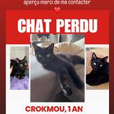 Foto del gato perdido en St Raphael