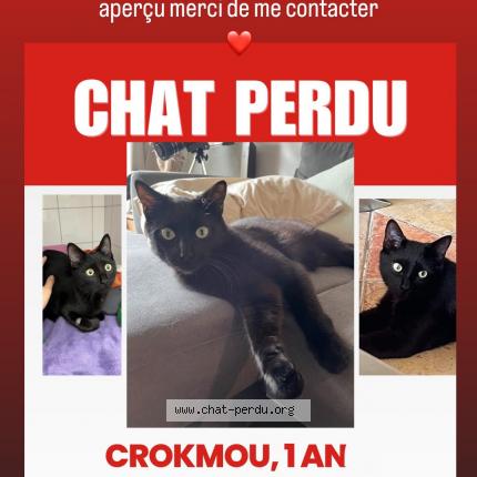 Foto 1/1 Crokmou Chat perdido en St raphael