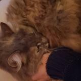 Foto del gato perdido en Saint Hilaire De Chaleons