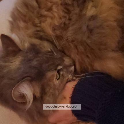 Foto 1/1 Plume Chat perdido en Saint hilaire de chaleons