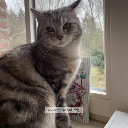 Foto 1/1 Cléo Chat perdido en Ramillies