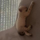 Foto del gato perdido en Angers