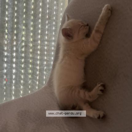 Foto 1/1 Neige Chat perdido en Angers