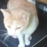 Foto del gato perdido en Maretz