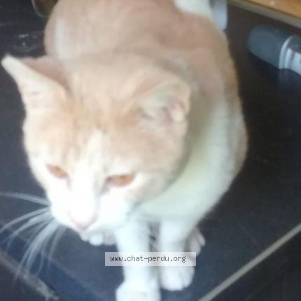 Foto 1/1 Picatchou Chat perdido en Maretz