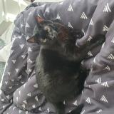 Foto del gato perdido en Vileurbannes