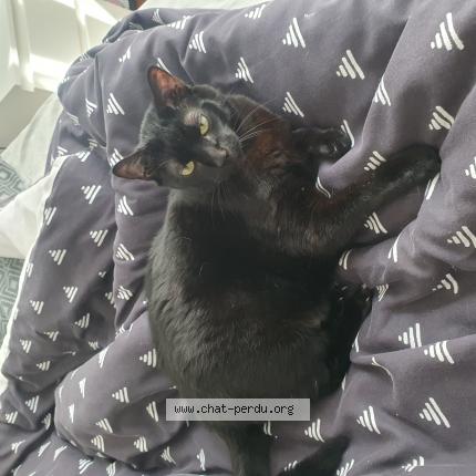 Foto 1/1 Morrigan Chat perdido en Vileurbannes