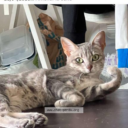 Foto 1/1 Mimi Chat perdido en La baule