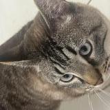 Foto del gato perdido en Thonon Les Bains