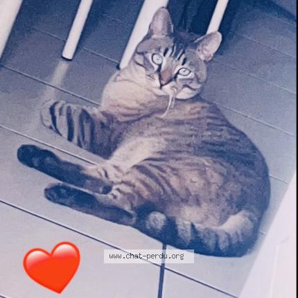 Foto 2/2 Juninho Chat perdido en Thonon les bains