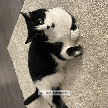 Foto 1/1 Priska Chat perdido en Rouen