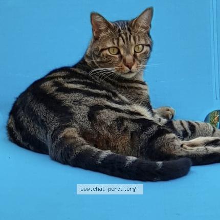 Foto 1/1 Lucky Chat perdido en Biscarosse plage