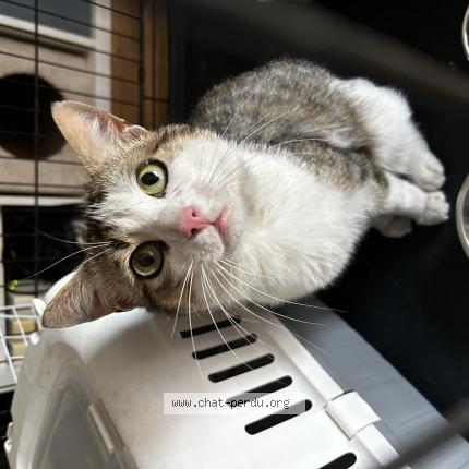 Foto 1/1 Gato encontrado Encontrado en Rungis