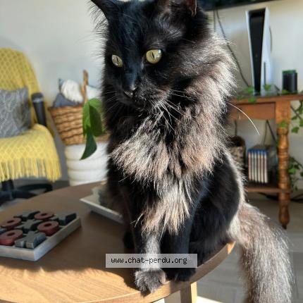 Foto 1/1 Griffon Chat perdido en Saint ay