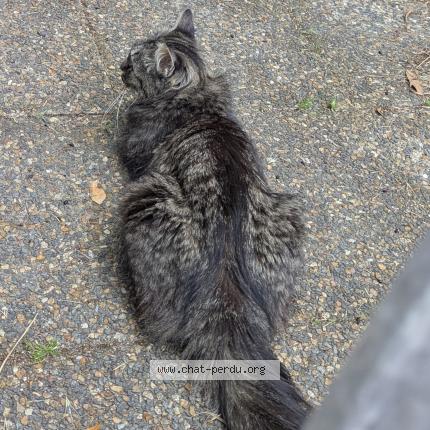 Foto 1/1 NOUT Chat perdido en Vitry sur seine
