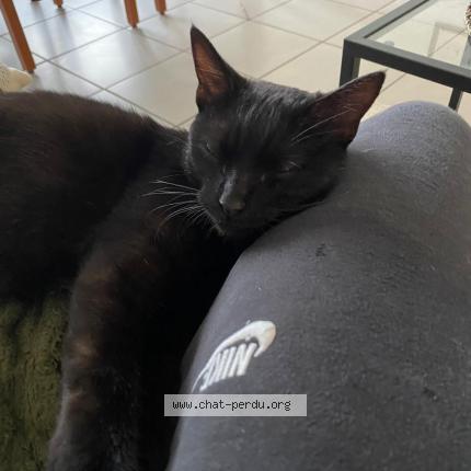 Foto 1/1 Pepita Chat perdido en Pierrelatte